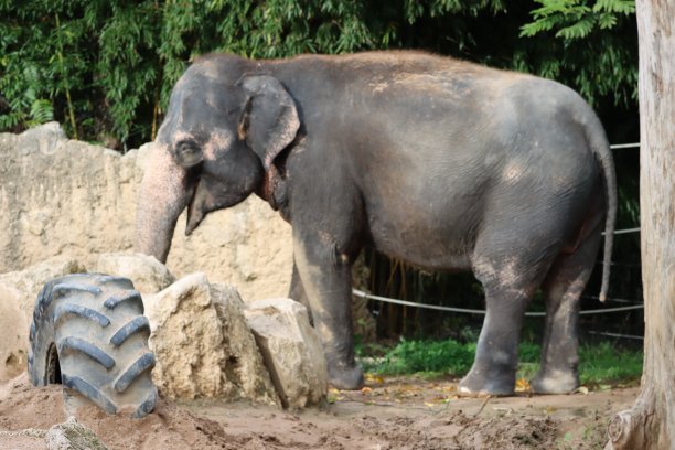 《动物的生活图片下载