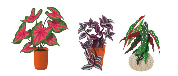 3种带有粉红色的室内植物图片下载