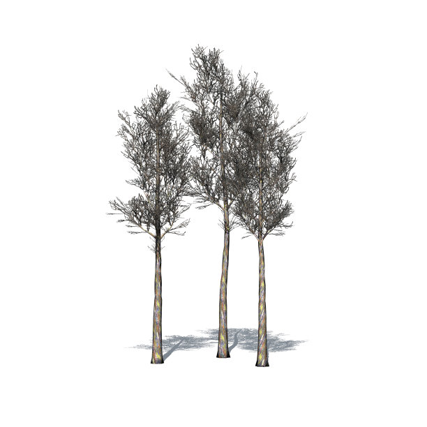 一群彩虹胶树在冬天与阴影在地板上孤立的白色背景图片下载