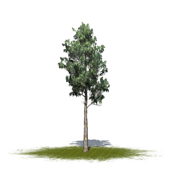 彩虹胶树在绿色区域孤立的白色背景图片下载