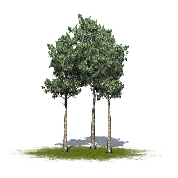 一群彩虹胶树在绿色区域孤立的白色背景图片下载