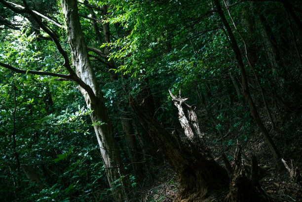生与死还有…图片下载