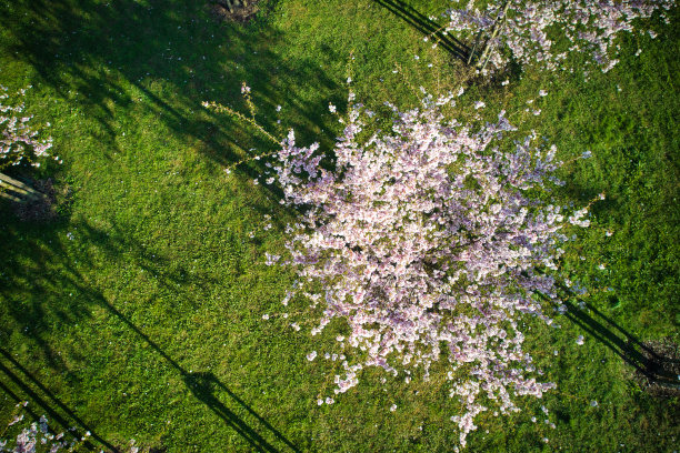 樱花盛开的粉红色花朵的无人机照片图片下载