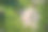 樱花盛开的粉红色花朵的无人机照片图片下载