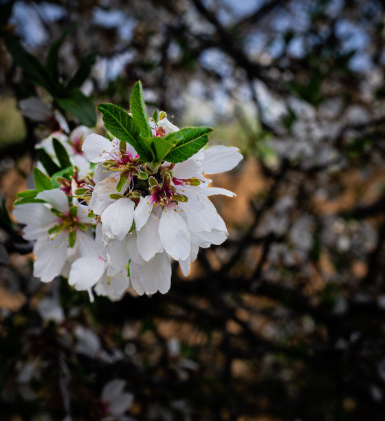 杏仁花叶特写，模糊的背景，复制空间图片下载