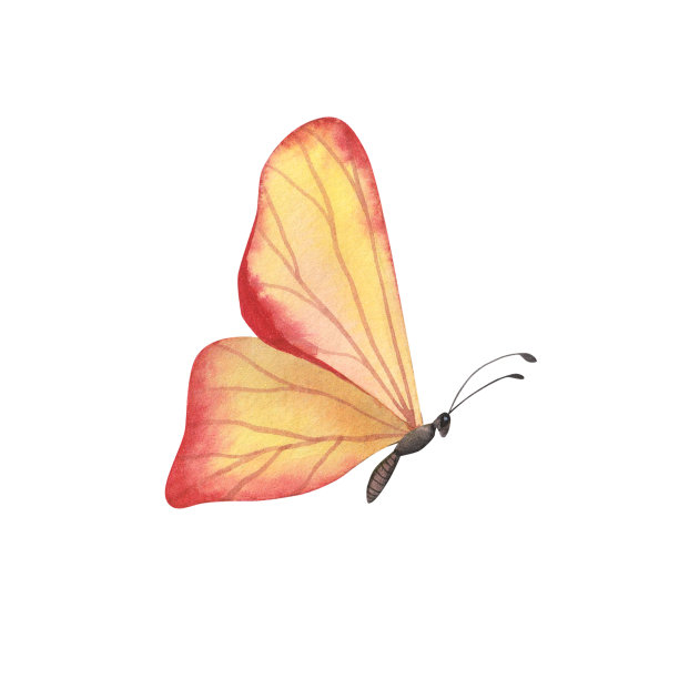 真实的红色蝴蝶与详细的翅膀隔离。水彩手绘写实昆虫画册设计图片下载