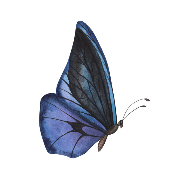 现实的紫色蝴蝶与详细的翅膀孤立。水彩手绘写实昆虫画册设计图片下载