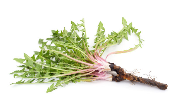 蒲公英的根叶。图片下载