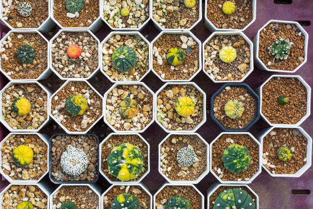 顶视图仙人掌花园，小型盆栽植物温室，植物苗圃和商店。前视图。仙人掌或仙人掌，沙漠植物在许多类型和形状，其针叶。盆栽和花园的仙人掌品种。图片下载