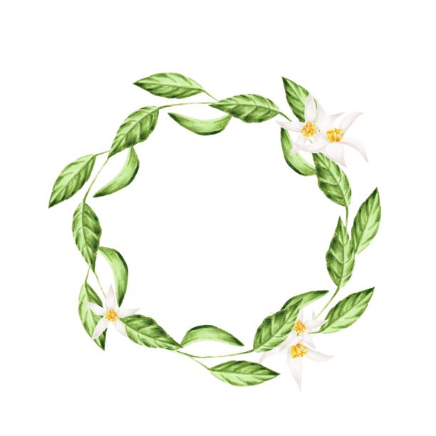 手绘圆形花环柠檬叶和花，标记插图孤立在白色图片下载