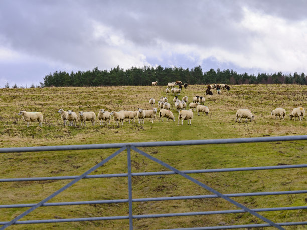 一群羊图片下载