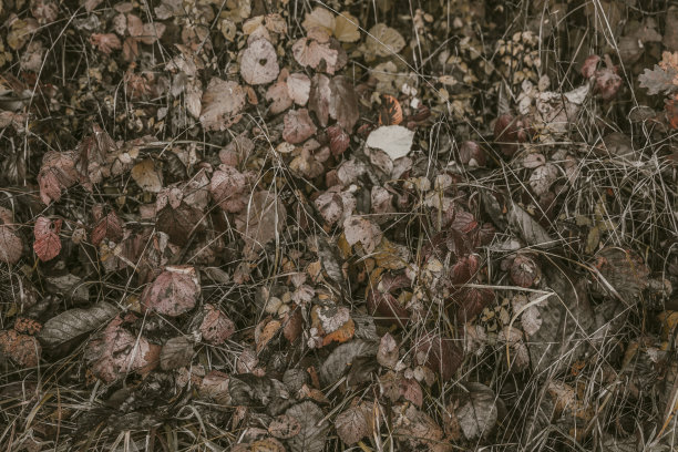 背景的草叶在复古的颜色。秋天树叶和草的俯视图。文本空格。古色古香的森林图片下载