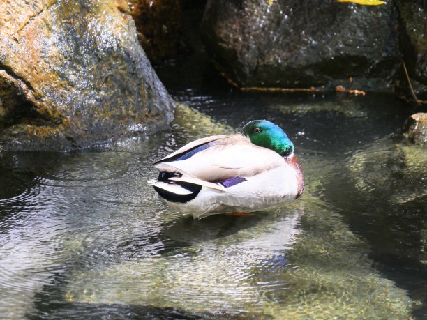 一只鸭子在水里游泳的背影图片下载