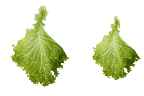 孤立在白色背景上的生菜叶。图片下载