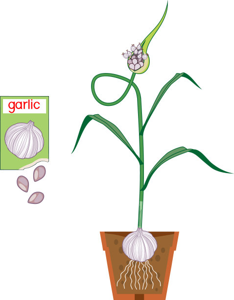 大蒜植物，鳞茎成熟，叶子绿色，根系在花盆和开放的香袋中，种子孤立在白色背景上图片下载
