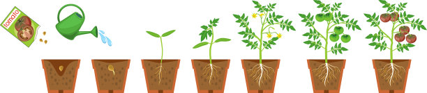 番茄植株的生命周期。从播种到开花和结果的生长阶段，成熟的黑红色番茄和根系在白色背景的花盆中隔离图片下载