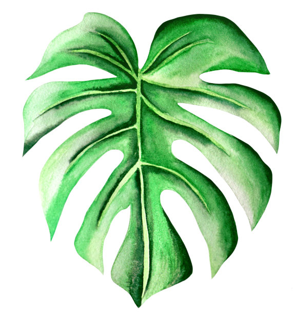 水彩怪物热带图片下载