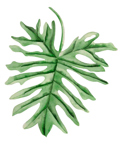 水彩蓬莱蕉图片下载