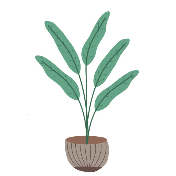 白色背景上孤立的香蕉棕榈树。图片下载