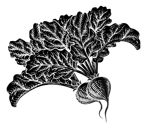 甜菜甜菜根蔬菜木刻插图图片下载