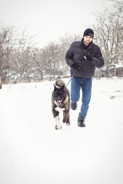 一名穿着夹克、戴着针织帽的男子牵着一只美国秋田犬散步图片下载