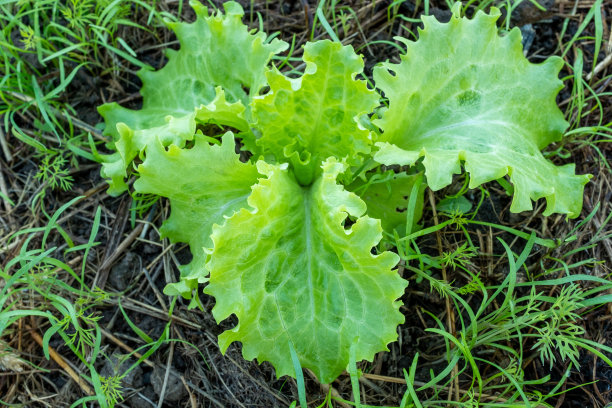 沙拉植物生长，俯视图。绿色生菜灌木出版，海报，屏幕保护程序，壁纸，明信片，横幅，封面，网站。高质量照片图片下载