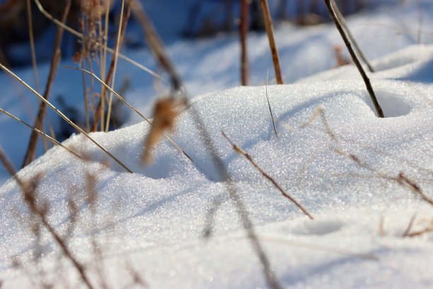 雪中的细枝图片下载