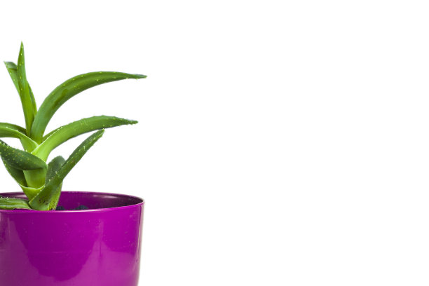 花盆用芦荟植物，隔离图片下载