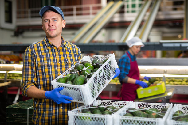 积极的工人在工厂搬着几箱牛油果图片下载