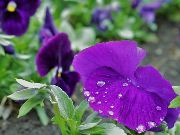 雨点中的紫色三色堇特写图片下载