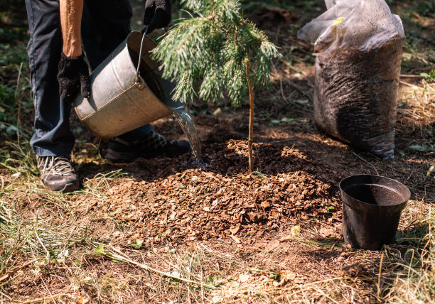 园丁用水桶给新栽的松树浇水图片下载