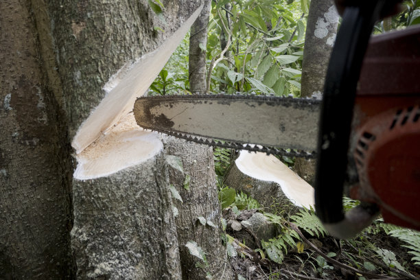 链锯机器和树木被砍伐-库存照片图片下载
