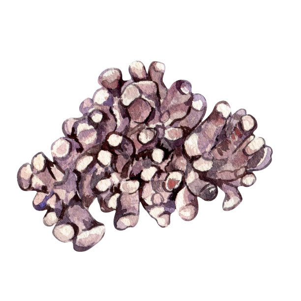 红海植物水彩画孤立的白色背景。图片下载