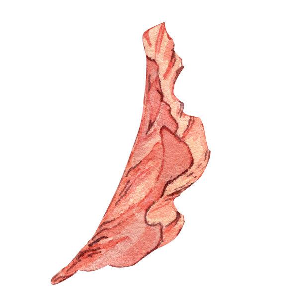 粉红色的海洋植物水彩画孤立的白色背景。图片下载