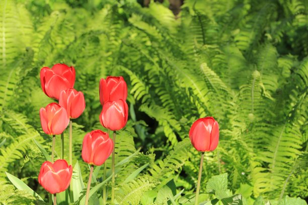 花园里的红色郁金香。春天。绿色的蕨类植物图片下载