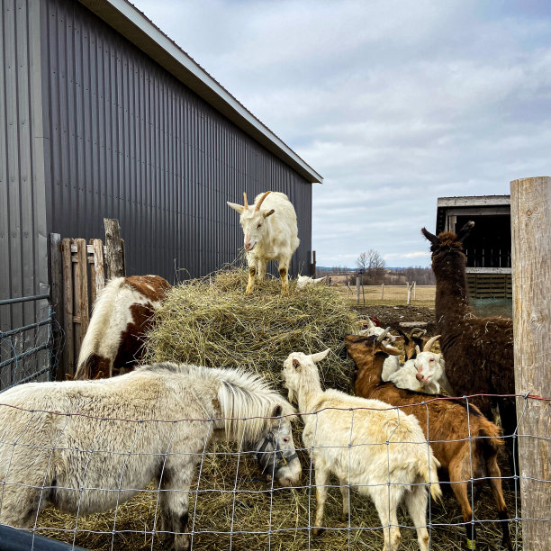 山羊在干草堆上图片下载