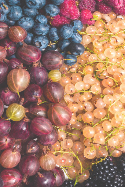 醋栗，蓝莓，桑葚，覆盆子，白醋栗和红醋栗。图片下载