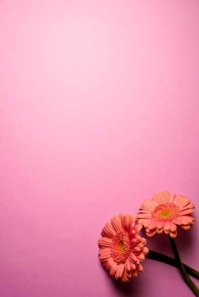 非洲菊花的颜色背景。非洲菊是菊科(菊科)植物的一个属。图片下载