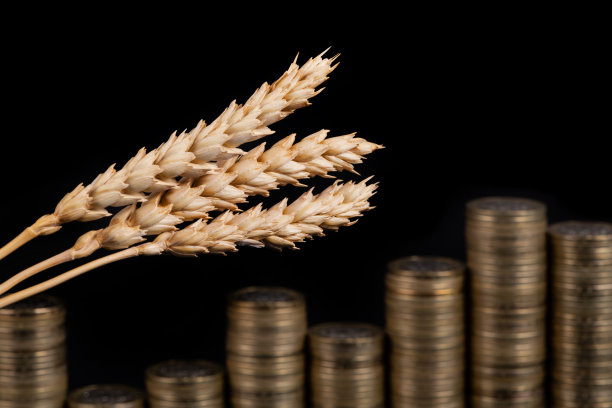 成熟的麦穗和黑色背景上的金币圆柱图片下载
