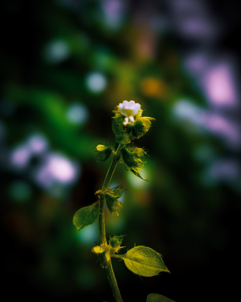 罗勒植物图片下载