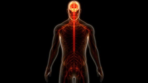 人类神经系统的中枢器官图片下载