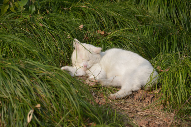 一只白猫在绿草地上拍照图片下载