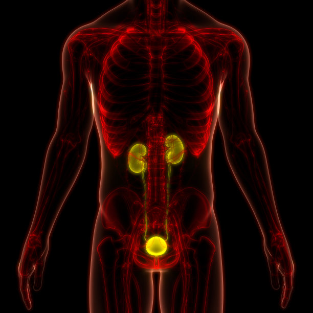人体泌尿系统肾脏与膀胱解剖图片下载