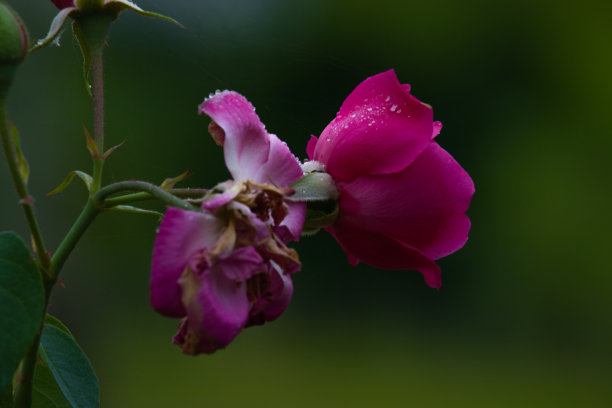 天堂里美丽的玫瑰图片下载