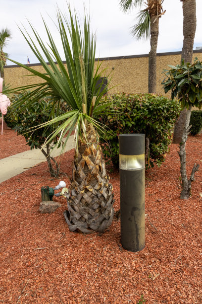 棕榈树和户外灯图片下载