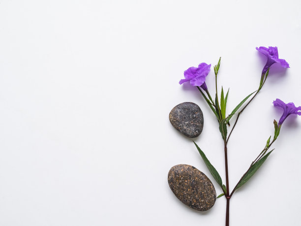 白色背景上的花朵和鹅卵石，香薰水疗中心设置在酒店度假浴室的基本按摩，生活方式自然医学健康护理图片下载