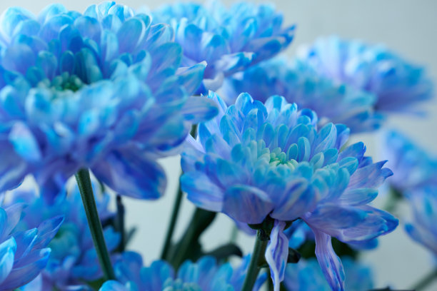 蓝色菊花，特写。春天的心情。图片下载