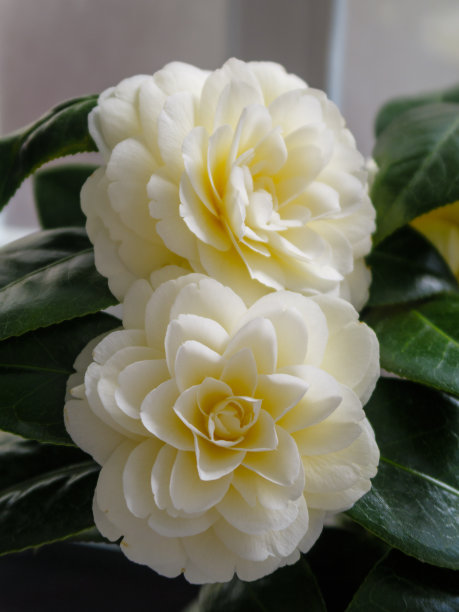 白色的山茶花在树篱中盛开图片下载