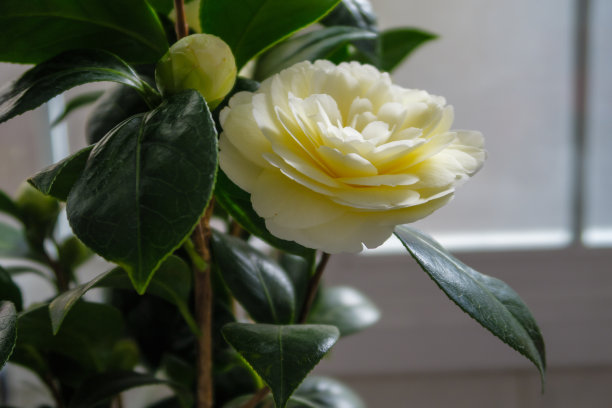 白色的山茶花在树篱中盛开图片下载