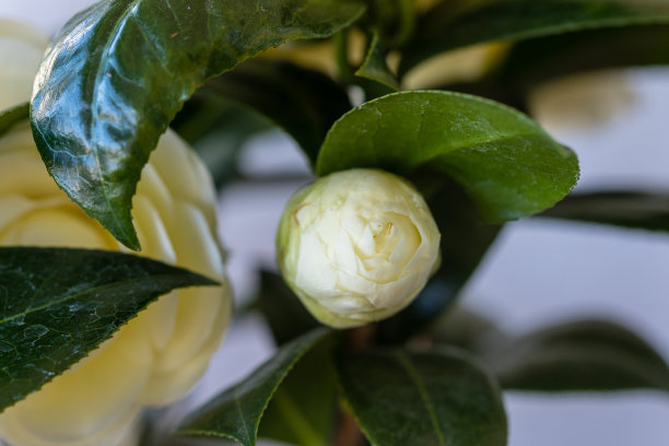 白色的山茶花在树篱中盛开图片下载